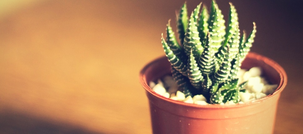 Four-Thing-Successful-Solopreneurs-do-every-day-freelancer-infopro